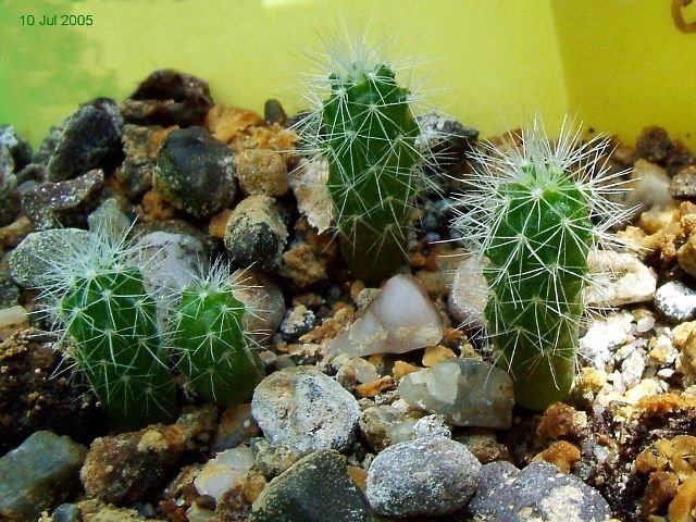 Mammillaria _wrightii _ssp.wilcoxii _10